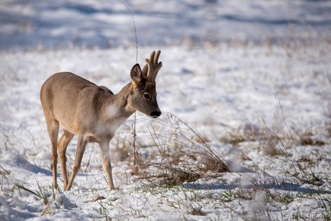 A roebuck in the snow in a peaceful winter landscape, antlers with velvet, Rotehorn City Park,