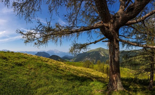 Lark on the Alpbichlalm with a view of the Trattberg, Osterhorn group, Salzkammergut, Salzburg