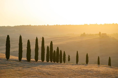 Typical Tuscan landscape in Val d'Orcia with hills, trees, fields, farmhouses and cypresses at