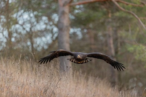 One white-tailed eagle (Haliaeetus albicilla) flying off of a pine tree standing in dry grass on