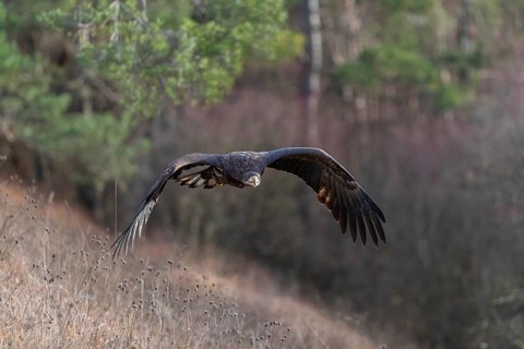 One white-tailed eagle (Haliaeetus albicilla) flying off of a pine tree standing in dry grass on