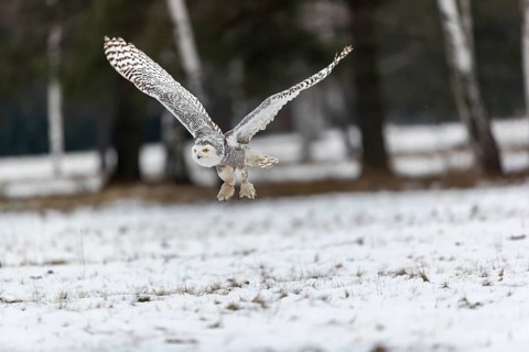 One snowy owl, Bubo scandiacus, Bubo scandiaca, Nyctea scandiaca flying over a snowy meadow with a