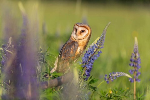One barn owl (Tyto alba) sitting on a branch lying in a field of flowering lupines in late evening
