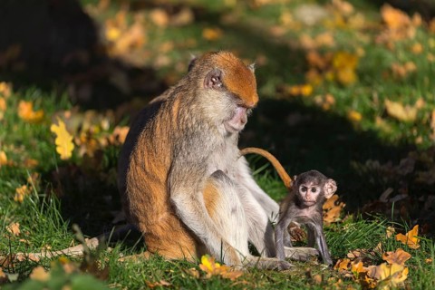 One female patas monkey (Erythrocebus patas)with her baby in late light on a green meadow
