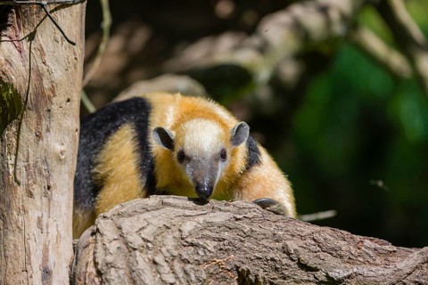 A southern tamandua (Tamandua tetradactyla), sits in a tree, watching the surrounding