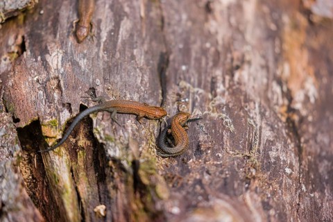 Baby viviparous lizards, or common lizard, (Zootoca vivipara, formerly Lacerta vivipara) sit on