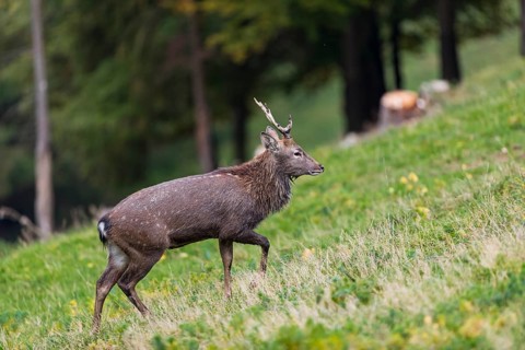 One male Manchurian sika deer or Dybowski's sika deer (Cervus nippon mantchuricus or Cervus nippon