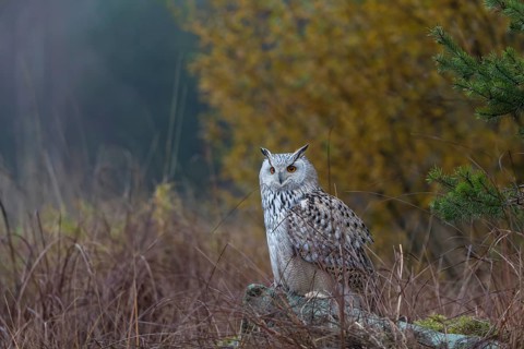 One Siberian Eagle Owl (Bubo bubo sibiricus) sitting on a grey rock between tall reed grass