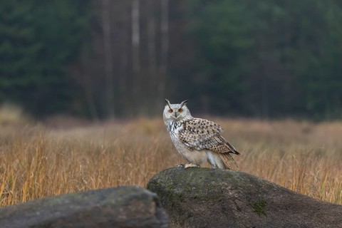 One Siberian Eagle Owl (Bubo bubo sibiricus) sitting on a rock between tall reed grass lakeshore on