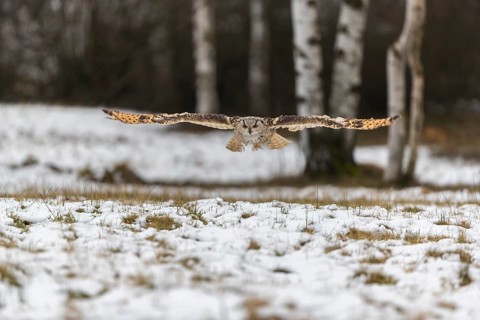 One Siberian Eagle Owl (Bubo bubo sibiricus) flying over a snowy meadow at the edge of a a forest