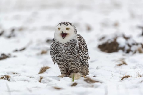 One snowy owl, Bubo scandiacus, Bubo scandiaca, Nyctea scandiaca sitting on a snowy meadow,