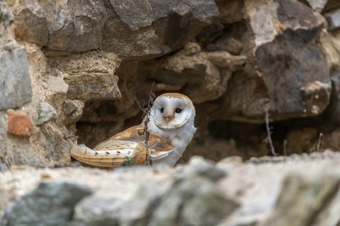 One barn owl (Tyto alba) sitting in a hole in a wall of a ruin of a monastery