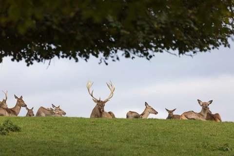 A herd of red deer resting on a meadow in sunshine