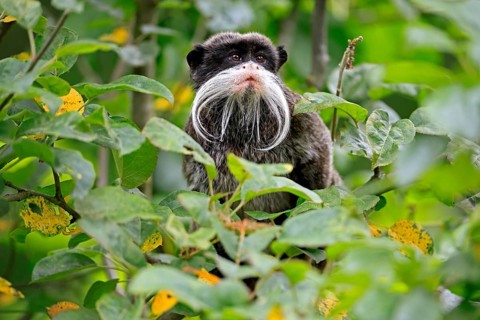 Emperor bearded tamarin (Saguinus imperator subgrisescens), adult, on tree, portrait, alert, South