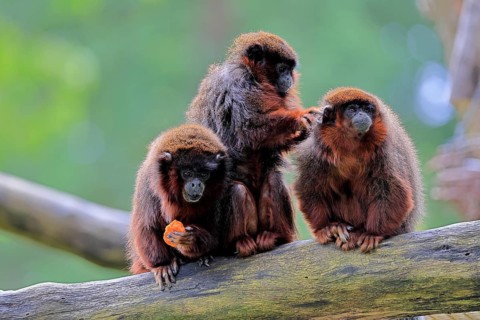 Coppery titi (Plecturocebus cupreus, Syn.: Callicebus cupreus), three coppery titi, group, feeding,