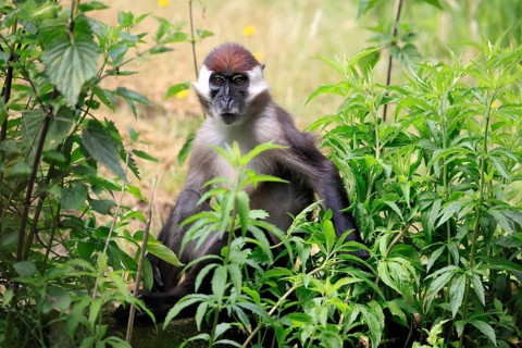 Red-crowned mangabey (Cercocebus torquatus), adult vigilant