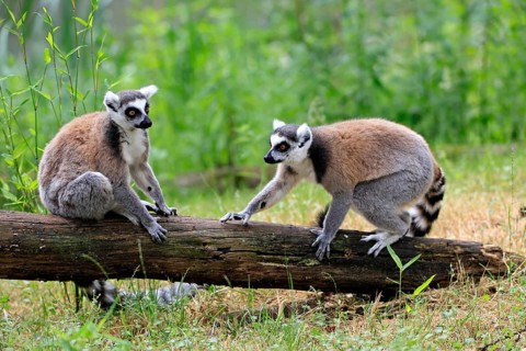Catta (Lemur catta) adult, two cattas, sitting on a tree trunk, Magaskar