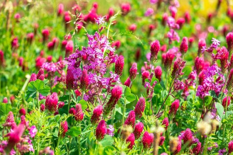 Flowering meadow with incarnate clover (Trifolium incarnatum) and red campion (Silene dioica) in