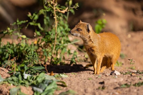 One yellow mongoose, Cynictis penicillata, or red meerkat walking over sandy terrain
