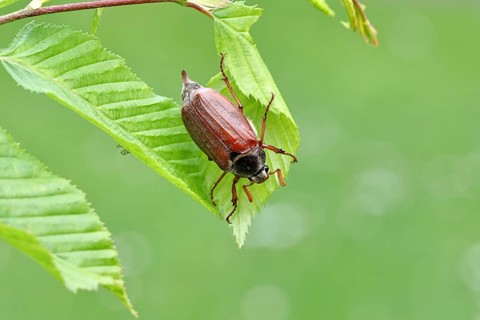 Wood cockchafer (Melolontha hippocastani), male, on leaves of a hornbeam (Carpinus betulus),