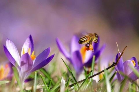 Bee, crocus blossom, early March, Germany, Europe