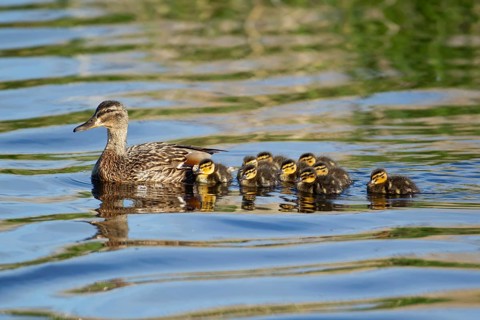 Mallard or Wild duck (Anas platyrhynchos) adult female mother bird with nine juvenile baby