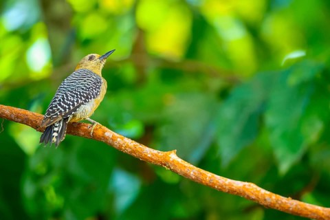 Hoffman's Woodpecker (Melanerpes hoffmannii), Woodpeckers (Picidae), Alajuela, Costa Rica, Central