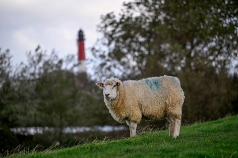 Sheep in front of the lighthouse, Pellworm Island, Schleswig-Holstein Wadden Sea National Park,