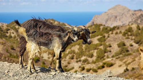 Two goats on rocky terrain with mountain and sea view, goat (s), free-range, central north of the