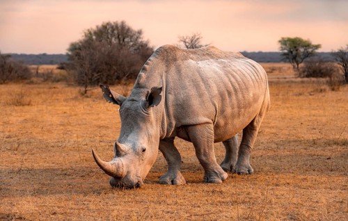 Southern white rhinoceros (Ceratotherium simum simum), rhino in the evening light, Khama Rhino
