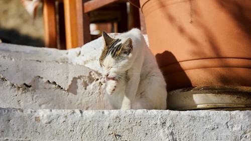White cat licking its paw on a white staircase next to a flower pot in the sun, Cat (n), Olymbos,