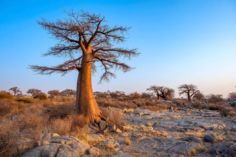African baobab or baobab tree (Adansonia digitata), at sunrise, Kubu Island (Lekubu), Sowa Pan,