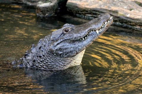 Mississippi Alligator (Alligator mississippiensis), pike alligator, adult, friendly, portrait,