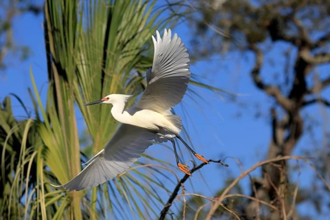 Great Egret (Egretta thula), adult, flying, St. Augustine, Florida, North America, USA, North