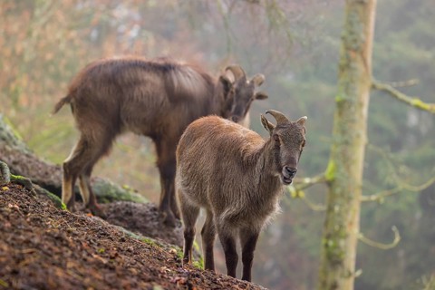 Two Himalayan Tahr (Hemitragus jemlahicus) stand in the forest on a foggy day