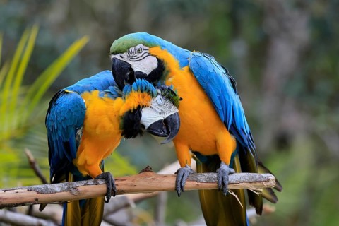 Yellow-breasted Macaw (Ara ararauna), adult, perch, pair, social behaviour, plumage care, South