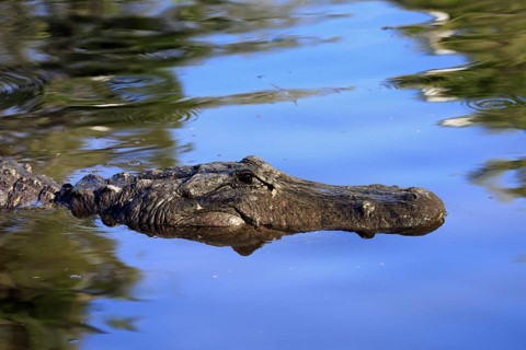 Mississippi Alligator (Alligator mississippiensis), pike alligator, adult, portrait, in water,