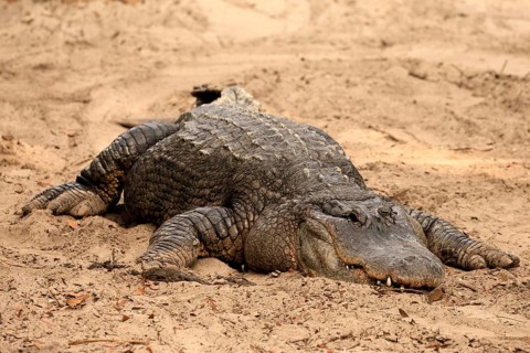 Mississippi Alligator (Alligator mississippiensis), pike alligator, adult, lying, friendly,