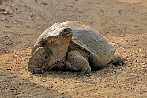 Galapagos giant tortoise (Chelonoidis niger), adult, foraging, captive, Galapagos Islands, Ecuador,
