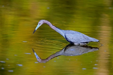Great Blue Heron (Egretta caerulea), adult, in water, alert, foraging, Merritt Island, Black Point