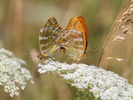 Cardinal butterflies (Argynnis pandora), pair copulating on flower head, Hesse, Germany, Europe