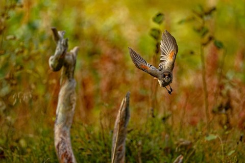 The unlucky jay (Perisoreus infaustus), in flight, front view, autumn mood, Northern Finland,