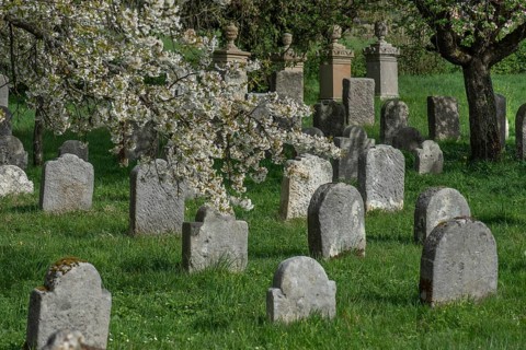 Flowering cherry trees (Prunus avium) in the Jewish cemetery, laid out in 1734, last burial in