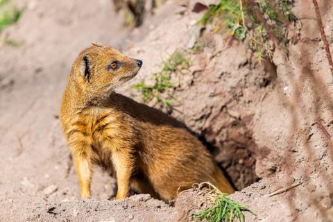 Yellow mongoose (Cynictis penicillata), in the dessert on a sunny day, captive