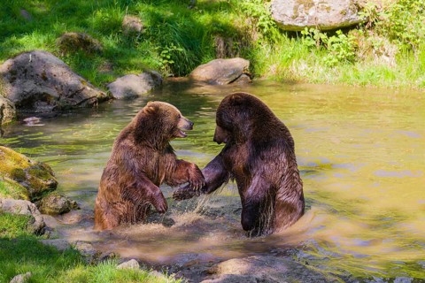 A Eurasian brown bear (Ursus arctos arctos) sow fighting with a big male in a pond