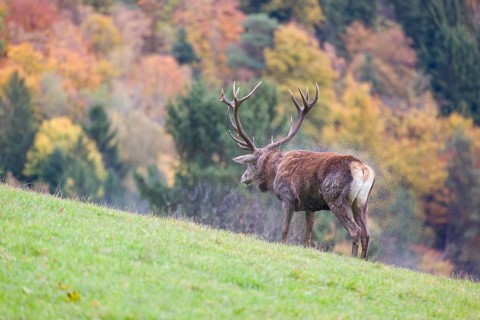 A red deer stag (Cervus elaphus) is standing in a meadow in hilly terrain and shakes off the water