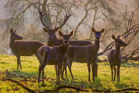 A herd of red deer hind and a stag (Cervus elaphus) stand backlit on a meadow. Early morning light