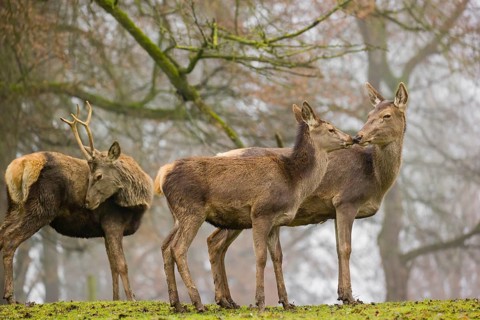 A Red Deer hind with her calf (Cervus elaphus) and a young stag stand on a green meadow at a forest