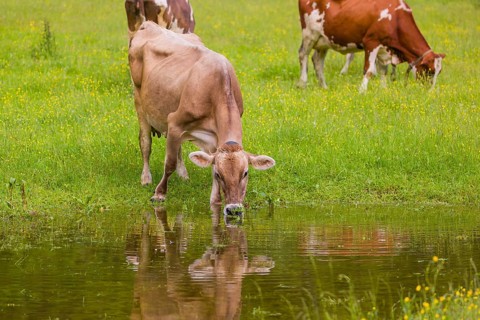 Tyrolean Brown Swiss cattle stand on a green meadow by a puddle and drink. The cows and the