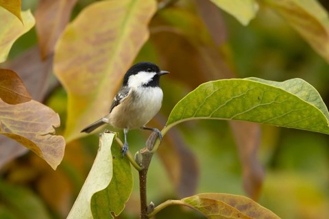 Coal tit (Periparus ater) adult bird on a garden Magnolia tree with autumn coloured leaves,